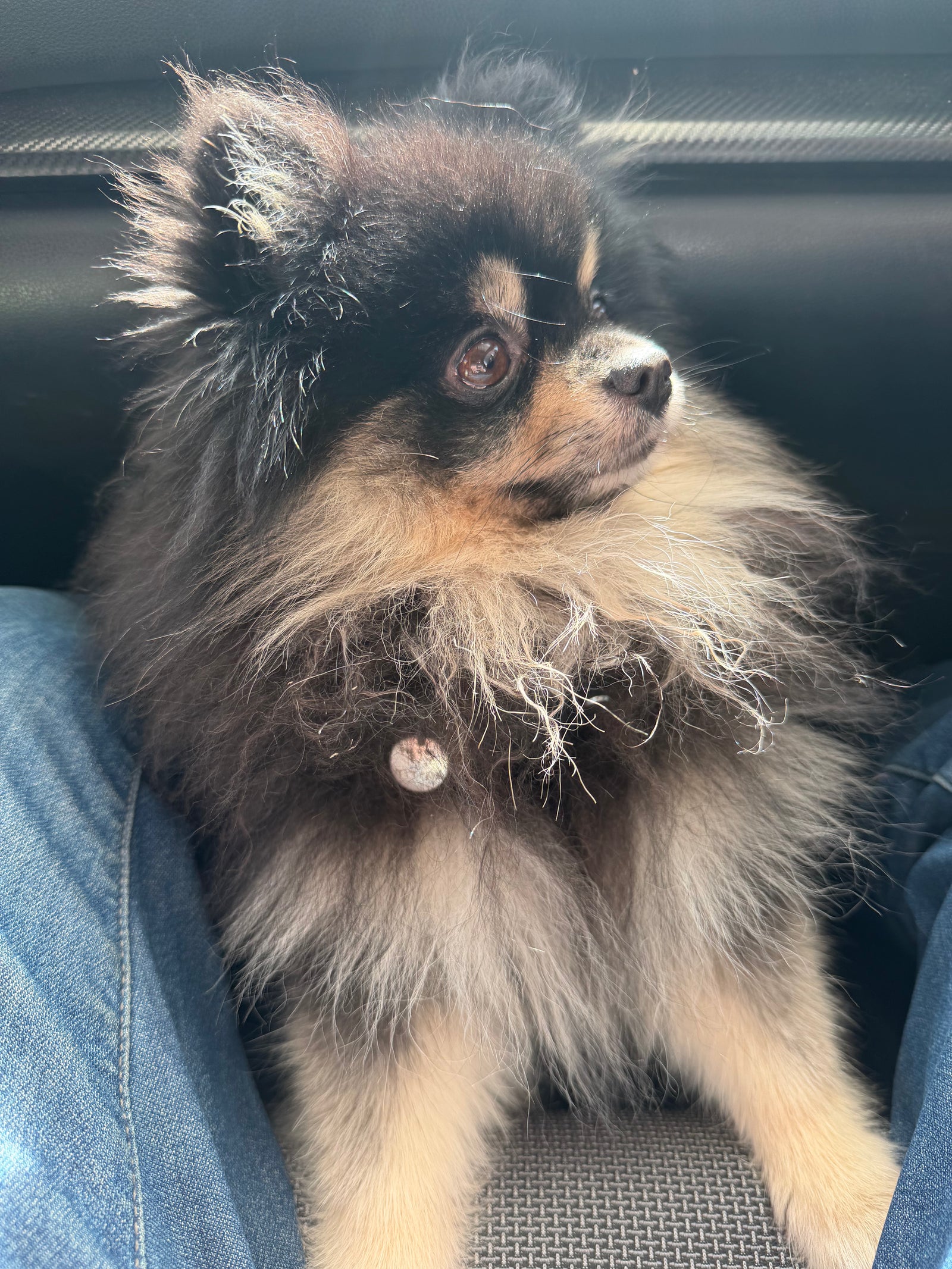 Pet Tag